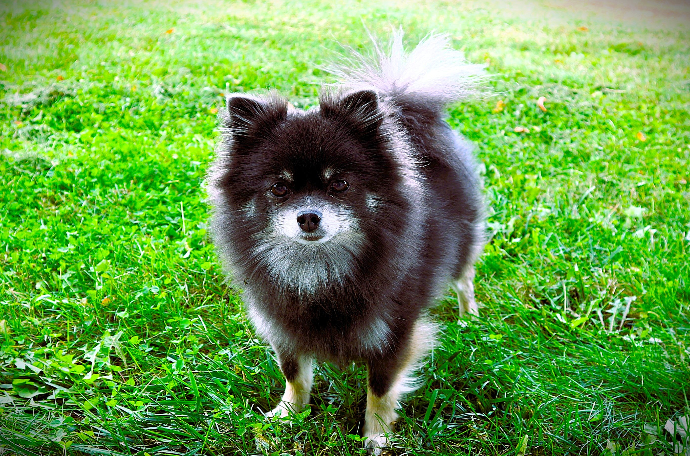 Small dog standing on a grassy field