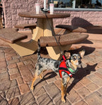 ClipWalk™ – Carabiner-Handle Retractable Hands-Free Dog Leash